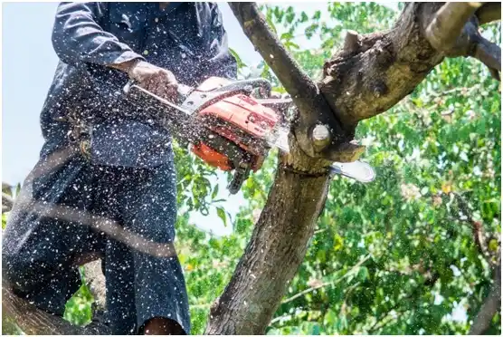 tree services Coldspring